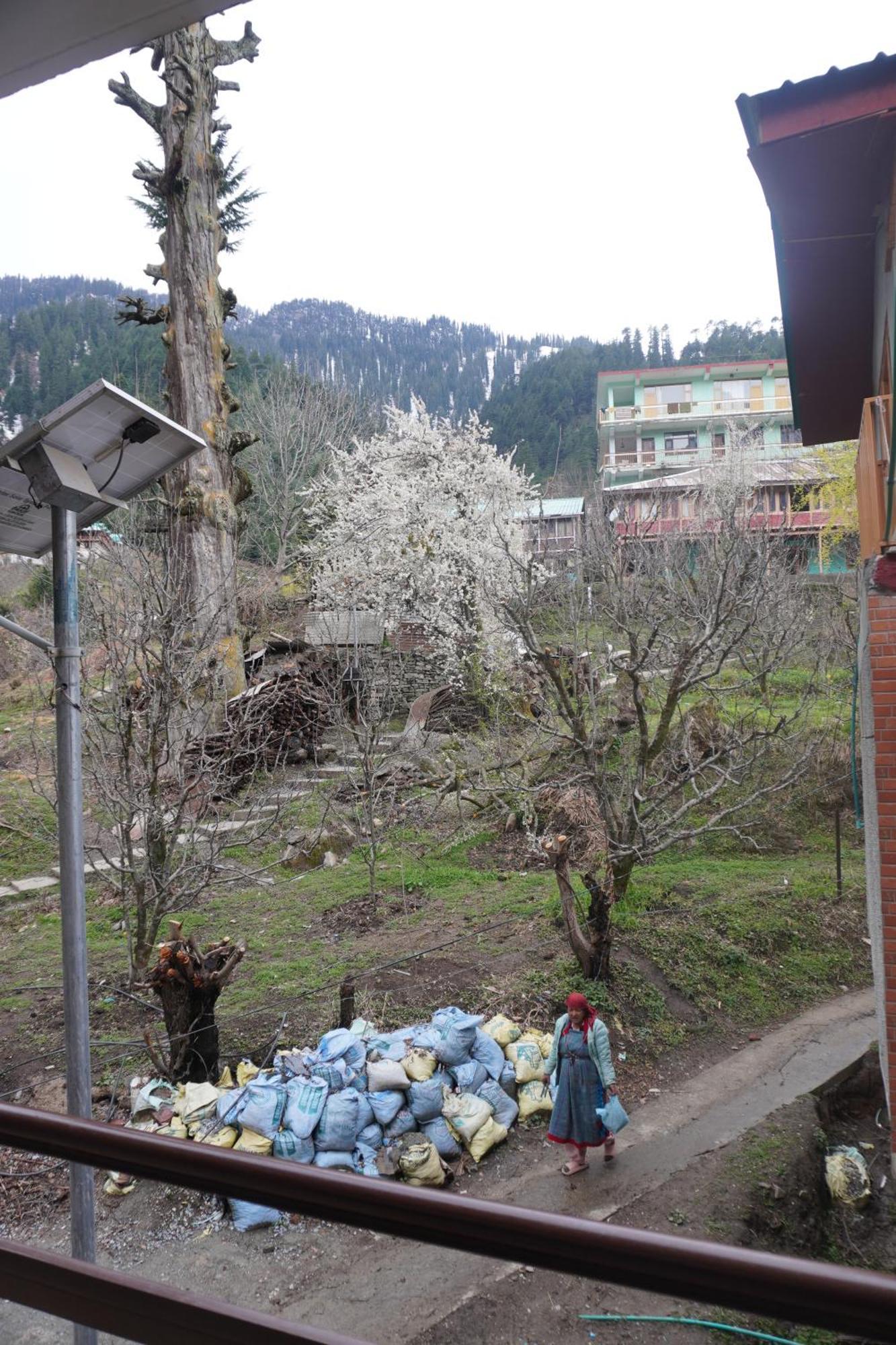 Jamming Tree * Manali (Himachal Pradesh)